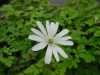 Show product details for Anemone apennina albiflora